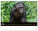 NOTIQUE Nástenný kalendár Živá Afrika 2027, 48 x 33 cm - pgn-36381-l_03 - variant Pg PGN-36381-L