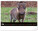 NOTIQUE Nástenný kalendár Živá Afrika 2027, 48 x 33 cm - pgn-36381-l_06 - variant Pg PGN-36381-L