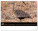 NOTIQUE Nástenný kalendár Živá Afrika 2027, 48 x 33 cm - pgn-36381-l_07 - variant Pg PGN-36381-L