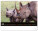 NOTIQUE Nástenný kalendár Živá Afrika 2027, 48 x 33 cm - pgn-36381-l_09 - variant Pg PGN-36381-L