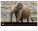 NOTIQUE Nástenný kalendár Živá Afrika 2027, 48 x 33 cm - pgn-36381-l_10 - variant Pg PGN-36381-L