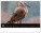 NOTIQUE Nástenný kalendár Živá Afrika 2027, 48 x 33 cm - pgn-36381-l_11 - variant Pg PGN-36381-L