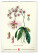 NOTIQUE Nástenný kalendár Vintage plagáty – herbár 2027, 33 x 46 cm - pgn-36362_01 - variant Pg PGN-36362