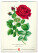 NOTIQUE Nástenný kalendár Vintage plagáty – herbár 2027, 33 x 46 cm - pgn-36362_02 - variant Pg PGN-36362