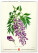 NOTIQUE Nástenný kalendár Vintage plagáty – herbár 2027, 33 x 46 cm - pgn-36362_05 - variant Pg PGN-36362