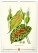 NOTIQUE Nástenný kalendár Vintage plagáty – herbár 2027, 33 x 46 cm - pgn-36362_06 - variant Pg PGN-36362
