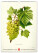 NOTIQUE Nástenný kalendár Vintage plagáty – herbár 2027, 33 x 46 cm - pgn-36362_09 - variant Pg PGN-36362