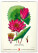 NOTIQUE Nástenný kalendár Vintage plagáty – herbár 2027, 33 x 46 cm - pgn-36362_10 - variant Pg PGN-36362
