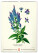 NOTIQUE Nástenný kalendár Vintage plagáty – herbár 2027, 33 x 46 cm - pgn-36362_11 - variant Pg PGN-36362