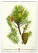 NOTIQUE Nástenný kalendár Vintage plagáty – herbár 2027, 33 x 46 cm - pgn-36362_12 - variant Pg PGN-36362