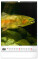 NOTIQUE Nástenný kalendár Rybářský – Rybársky CZ/SK 2027, 33 x 46 cm - pgn-36862-l_08 - variant Pg PGN-36862-L