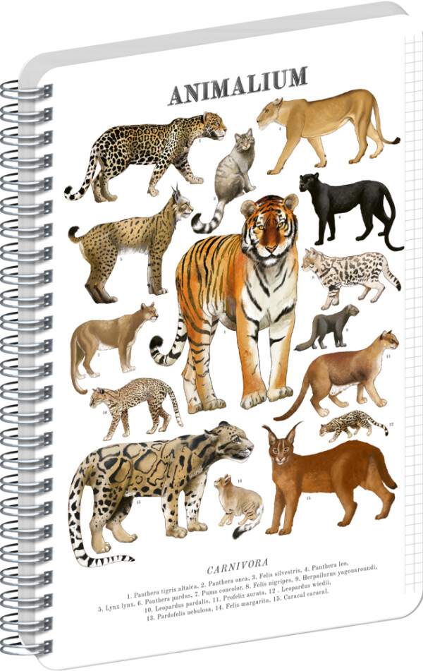 NOTIQUE Špirálový blok Animalium – Mačkovité šelmy, štvorčekovaný, A5