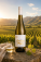 Biele víno – Misty Cove, Estate Sauvignon blanc 2025 - s062068-2 - variant 
