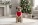 Dog Christmas Bandana - pp013 - variant 