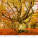 Kalendár Les - N171-27_011 - variant He N171-27