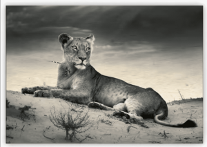 Drevený obraz Lioness - Reklamnepredmety