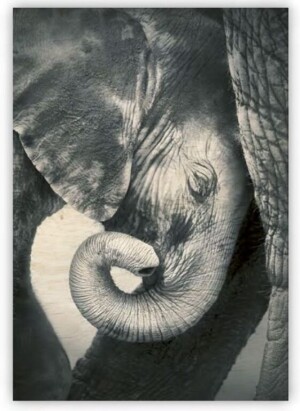 Drevený obraz Little Elephant - Reklamnepredmety
