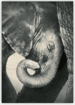 Drevený obraz Little Elephant - Reklamnepredmety