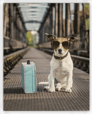 Drevený obraz Dog - Reklamnepredmety